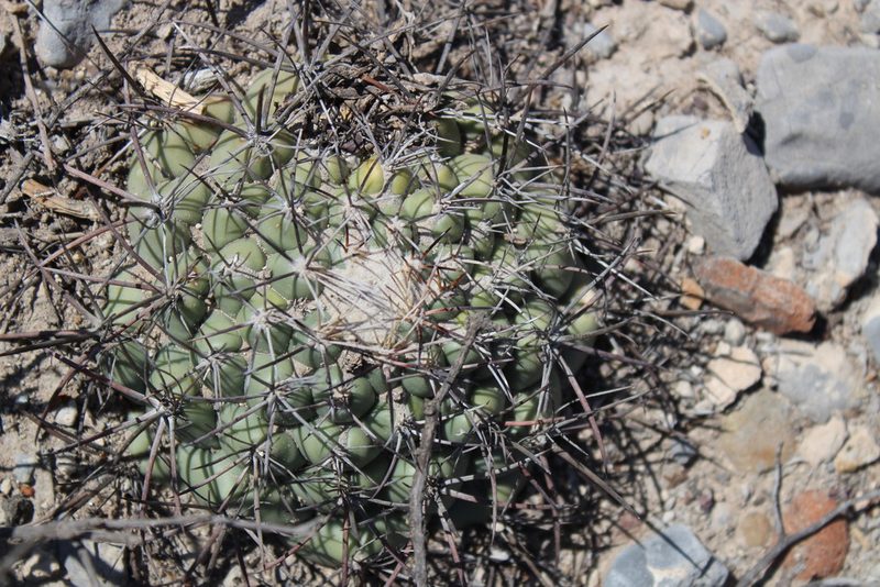 Coryphantha poselgeriana, photographed by Francisco Martínez González