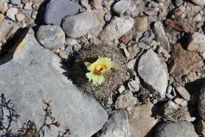 Coryphantha delicata, photographed by Francisco Martínez González