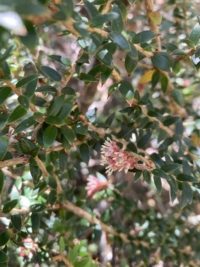 Trochocarpa cunninghamii, photographed by krumpianking