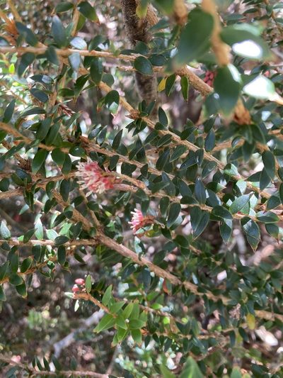 Trochocarpa cunninghamii, photographed by krumpianking