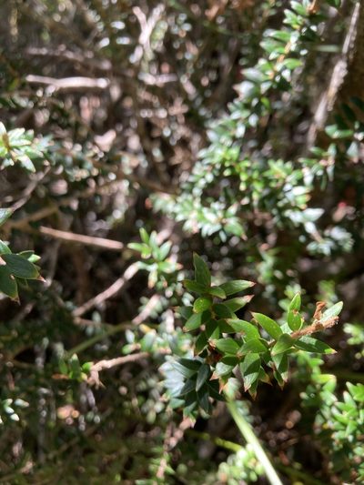 Trochocarpa cunninghamii, photographed by krumpianking