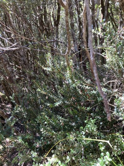 Trochocarpa cunninghamii, photographed by krumpianking