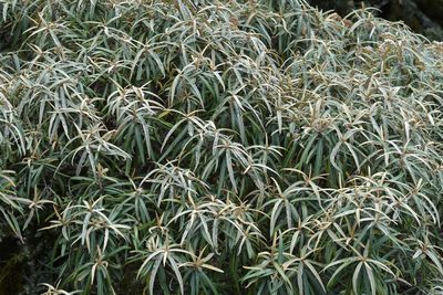 Olearia lacunosa, photographed by Christopher Stephens