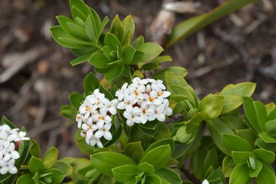 Pimelea gnidia, photographed by Christopher Stephens