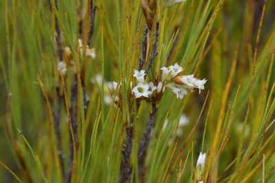Dracophyllum filifolium, photographed by Christopher Stephens
