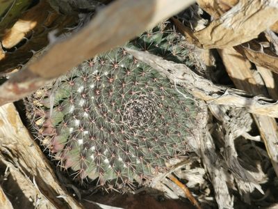 Mammillaria heyderi, photographed by Francisco Martínez González