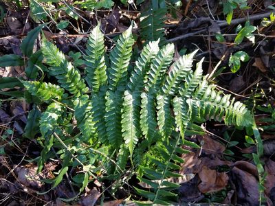 Dryopteris erythrosora, photographed by Leila Dasher