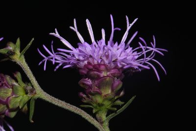 Liatris aspera