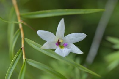 Dendrobium cunninghamii, photographed by Christopher Stephens