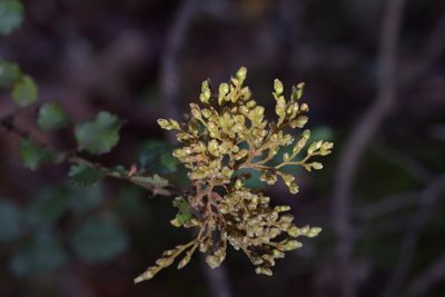Nothofagus menziesii, photographed by Christopher Stephens