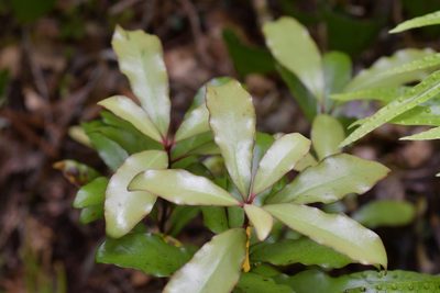Alseuosmia pusilla, photographed by Christopher Stephens