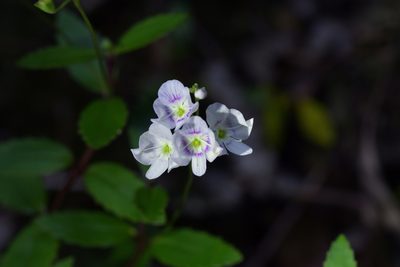 Veronica lanceolata, photographed by Christopher Stephens