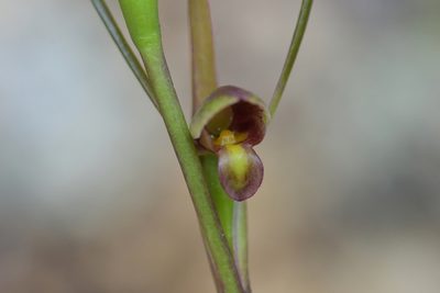 Orthoceras novae-zeelandiae, photographed by Christopher Stephens