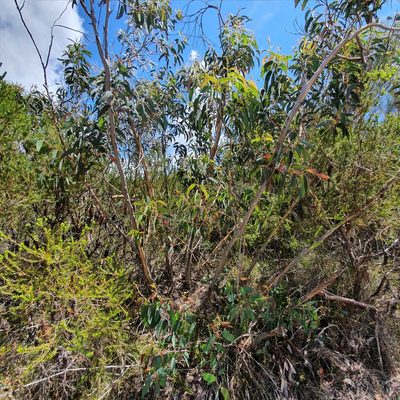 Eucalyptus luehmanniana, photographed by ronavery