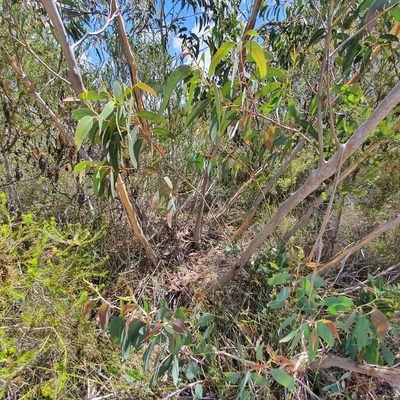 Eucalyptus luehmanniana, photographed by ronavery