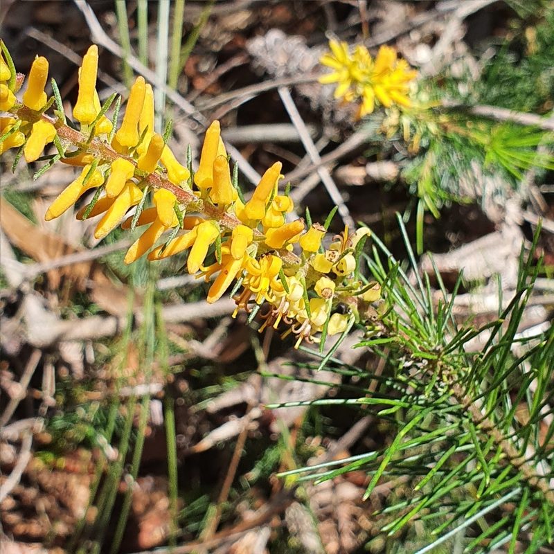 Persoonia pinifolia, photographed by ronavery