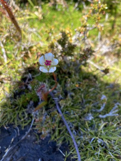 Drosera murfetii, photographed by krumpianking