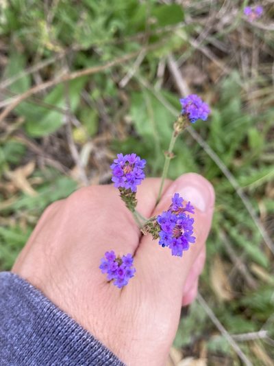 Verbena intermedia, photographed by Facundo Chieffo