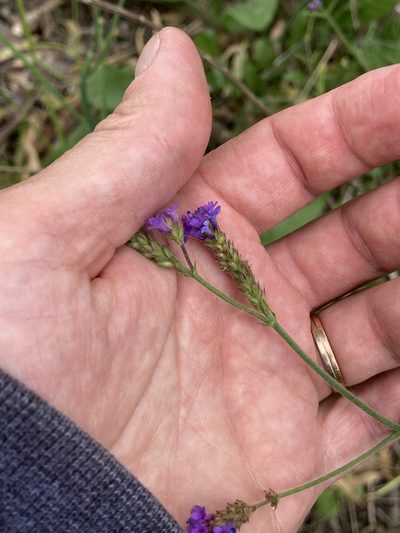 Verbena intermedia, photographed by Facundo Chieffo