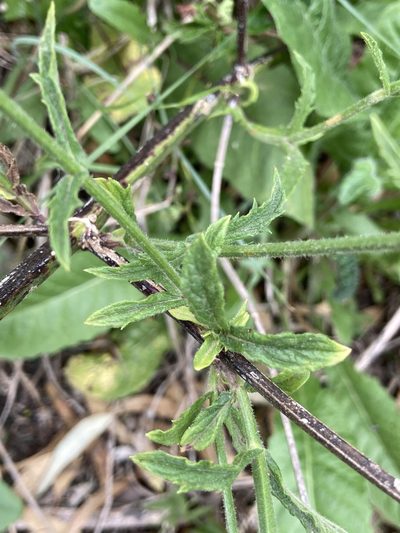 Verbena intermedia, photographed by Facundo Chieffo