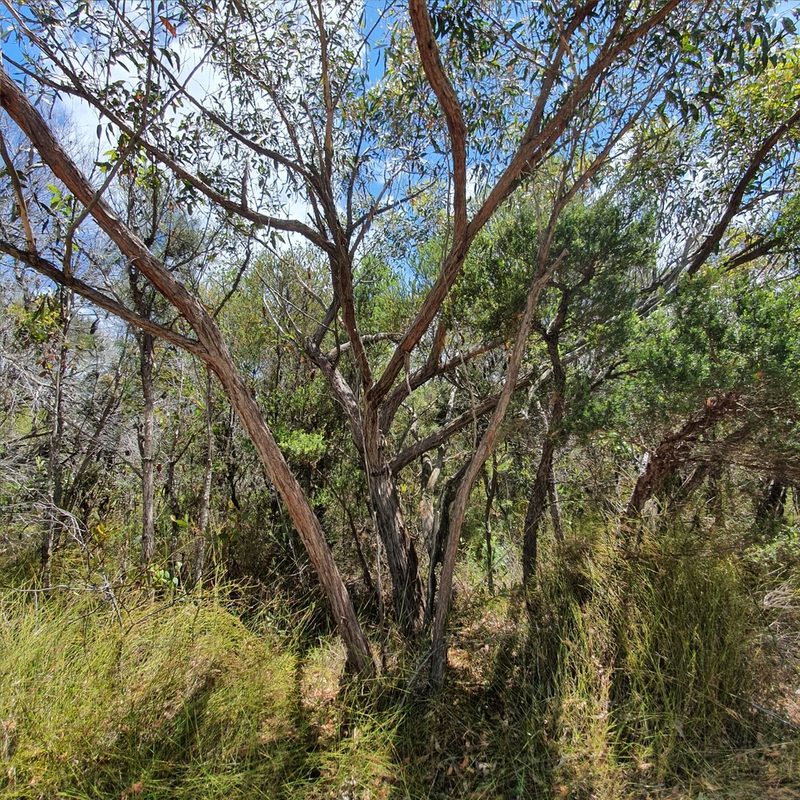 Eucalyptus camfieldii, photographed by ronavery