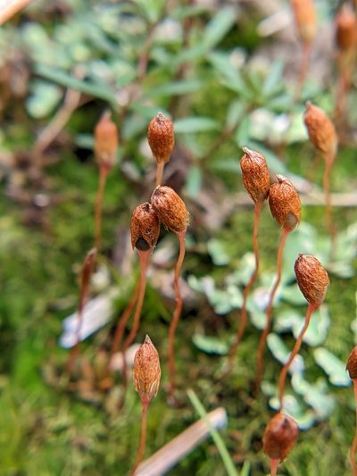 Pogonatum brachyphyllum, photographed by Eric Knight