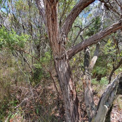 Eucalyptus camfieldii, photographed by ronavery