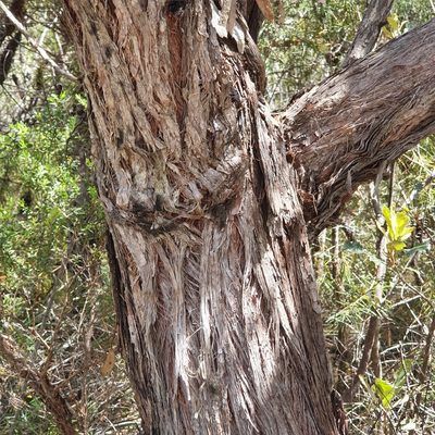 Eucalyptus camfieldii, photographed by ronavery