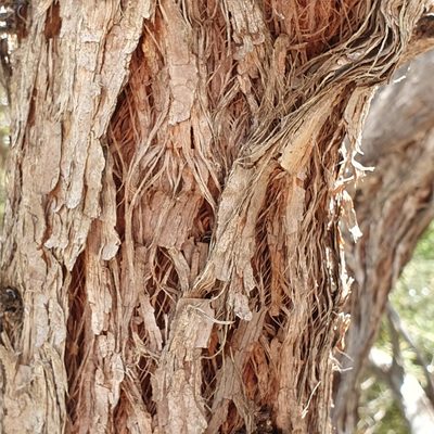 Eucalyptus camfieldii, photographed by ronavery