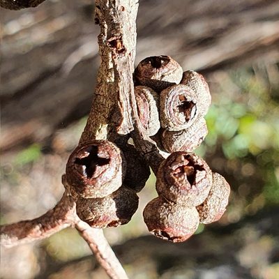Eucalyptus camfieldii, photographed by ronavery
