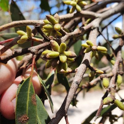 Eucalyptus camfieldii, photographed by ronavery