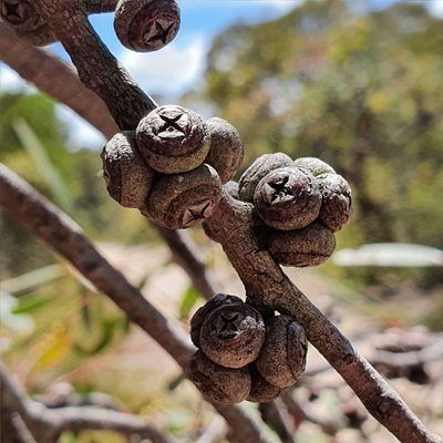 Eucalyptus camfieldii, photographed by ronavery