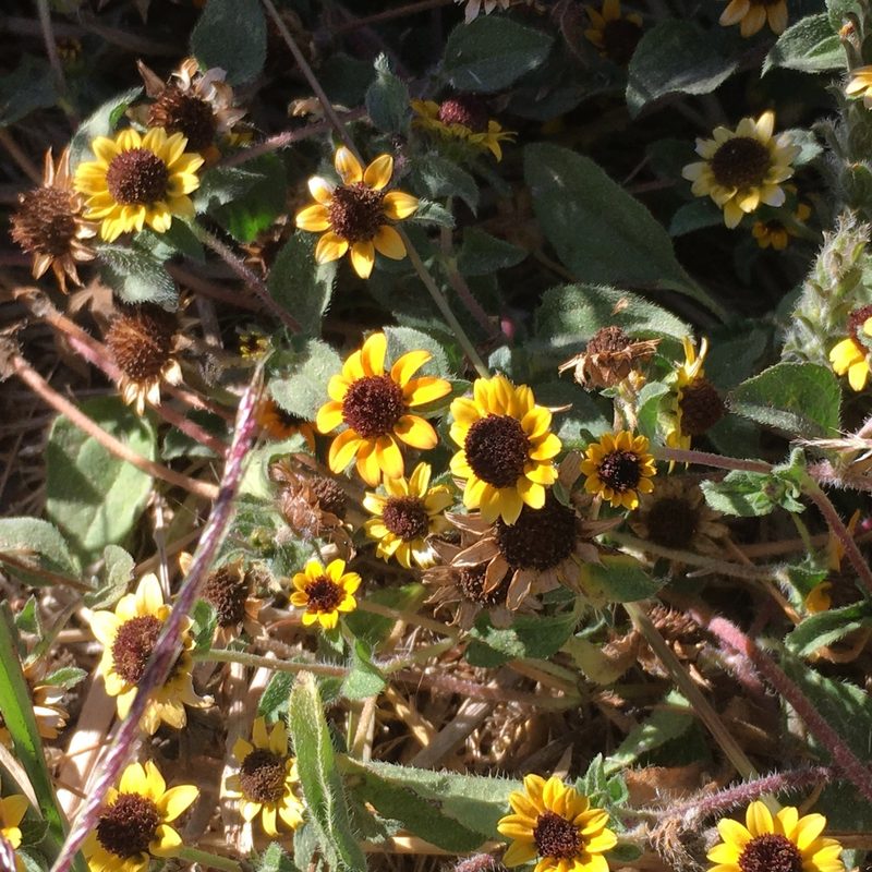 Sanvitalia procumbens, photographed by Zygy