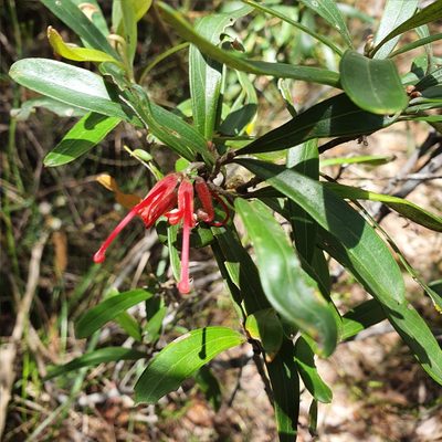 Grevillea oleoides, photographed by ronavery