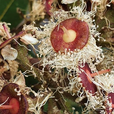 Angophora hispida, photographed by ronavery