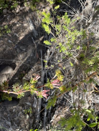 Adenanthos meisneri, photographed by Khands