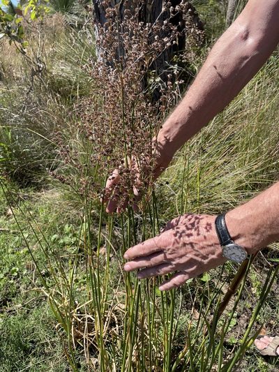 Juncus microcephalus, photographed by Khands