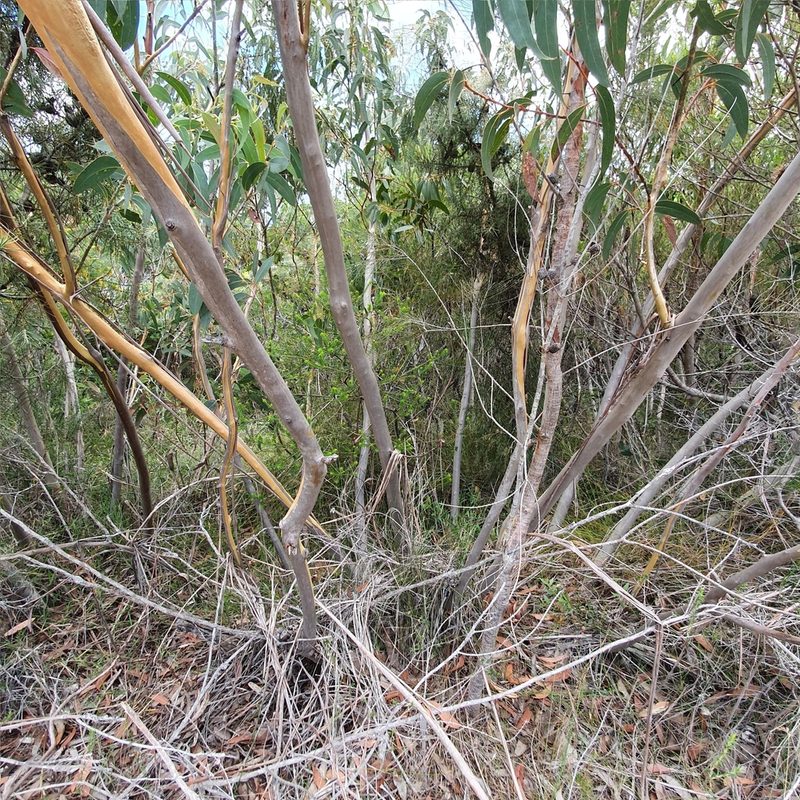 Eucalyptus luehmanniana, photographed by ronavery