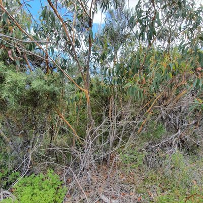 Eucalyptus luehmanniana, photographed by ronavery