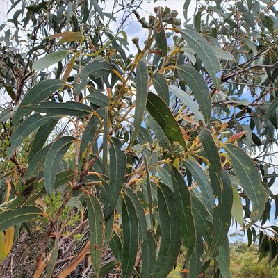 Eucalyptus luehmanniana, photographed by ronavery