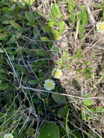 Eclipta elliptica, photographed by Florencia Grattarola