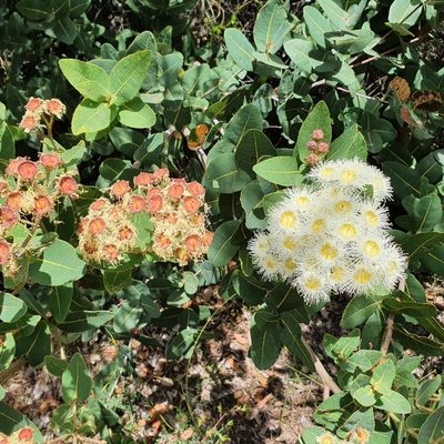 Angophora hispida, photographed by ronavery