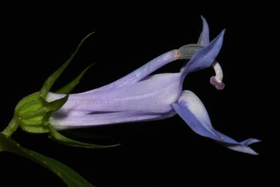Lobelia siphilitica, photographed by Brian Finzel