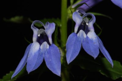 Lobelia siphilitica, photographed by Brian Finzel