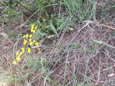 Crepis capillaris, photographed by Colin Meurk