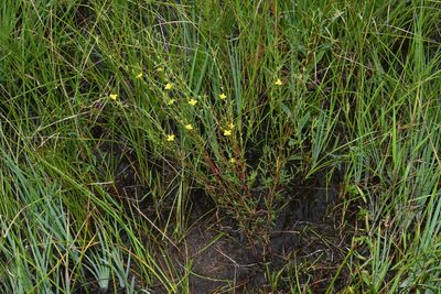 Ludwigia linearis, photographed by Brian Finzel