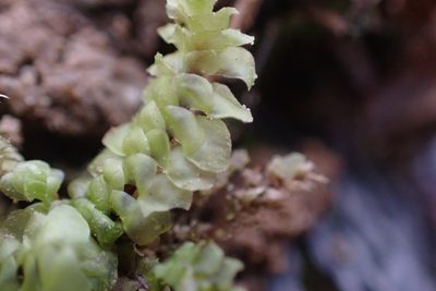 Scapania nemorea, photographed by John Kees