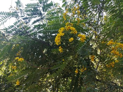 Senna spectabilis, photographed by K. Musálem