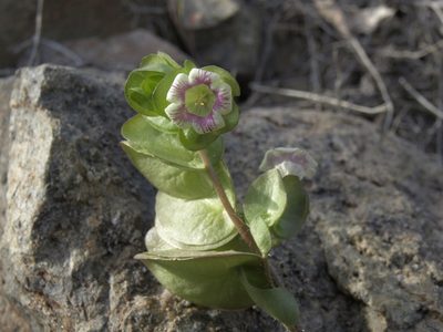 Tricardia watsonii, photographed by Jim Morefield