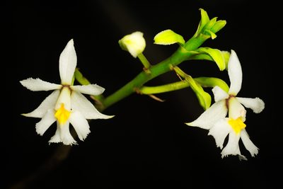 Epidendrum blepharistes, photographed by Daniel Mesa
